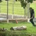 Caso de maltrato animal.