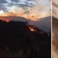 Decenas de animales resultaron quemados en medio de los incendios forestales en Tolima. 'Golondrina' y 'Llamarada' se recuperan progresivamente.