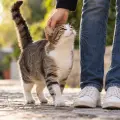 Gato atigrado saludando con cariño