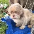 Perrito abandonado