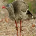Aves.