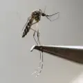 En Sucre, hay reporte de 40 casos de dengue grave y a la fecha hay una muerte registrada en el municipio de Sampués.