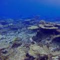La Gran Barrera de Coral, que se extiende a lo largo de 2.300 kil??metros frente a las costas del noreste de Australia, perdi?? m??s de la mitad de sus corales desde 1995 a ra??z del calentamiento de las agua.