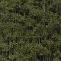 Exclusivo: así ayudó Google a proteger el mayor bosque de palma de cera de Colombia, el Santuario de Flora Palmares de Tochecito
