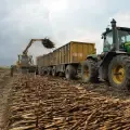 El Valle tiene vocación agrícola con la caña de azúcar.