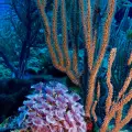 El programa Reef Check Corales de Paz permite a la persona interesada y con avance en buceo aprender sobre el océano, los arrecifes de coral y su conservación.