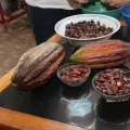 América Latina tiene una nueva especie de gato silvestre: es boliviano y habita en el bosque nuboso de los Yungas