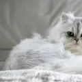 Gatos persas