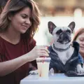 Veterinario explica cada cuánto cambiar el agua de los gatos para cuidar su salud y bienestar diario