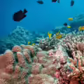 ??Por qu?? se guardan tanques llenos de corales congelados? La iniciativa que da esperanza a los cient??ficos