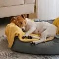 Perro
