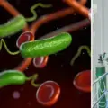 bacteria USA