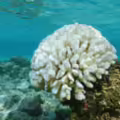 Blanqueamiento de coral