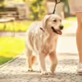 Caim??n ataca a perro