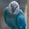 Guacamayo azul