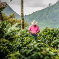 café de colombia