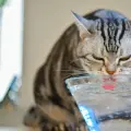 ¿Su gato lo reconoce por el olfato? Un estudio japonés confirma que sí, y con un detalle curioso sobre sus fosas nasales