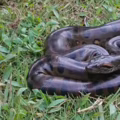 Anaconda