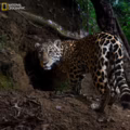 National Geographic elige las fotos del año en 2025: foto del jaguar, tomada por el brasileño Fernando Faciole, en el Parque Estatal del Río Doce, en Minas Gerais, Brasil.