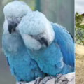Virus letal afecta a guacamayos azules en Brasil