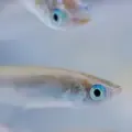 Pez medaka