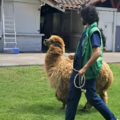 Alpaca era maltratada y fue recuperada por las autoridades en Bogotá