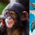 animales