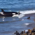Orcas cazando a crías de lobos marinos.