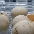 Pollitos artificiales