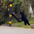 Oso de anteojos fue visto en un condominio de La Calera, cerca a Bogotá.