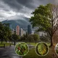 El aliso y la eugenia fueron las especies que mostraron mayor vulnerabilidad frente al calor durante el estudio realizado por la Universidad Nacional.