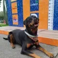 Mientras en Colombia las mascotas andan libres en casa, en Japón las reglas de convivencia son distintas: estas son las diferencias en ambos países