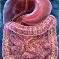 Microbiota intestinal.