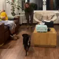 Video de perrita que 'solo responde cuando la llaman en costeño' se hace viral en redes sociales