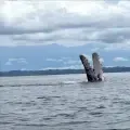 Ballenas jorobadas en el pacifico vallecaucano.