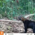 Liberan 17 cocodrilos del orinoco en Casanare: Gobierno del presidente De La Espriella presentó un compromiso para salvar la especie