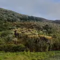 ‘Estamos pasando por una transición de extremos climáticos’: Ideam explica por qué hace tanto frío en unas zonas de Colombia y tanto calor en otras