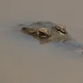 Estas son las dos nuevas especies de aves que fueron registradas por primera vez en el Huila