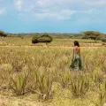 La playa más linda del Caribe para nadar, snorkel en un arrecife de colores, kayak en medio de manglares y otras experiencias imperdibles de Aruba