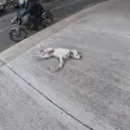 Subaru sobrevivió a la caída desde el puente.