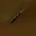 América Latina tiene una nueva especie de gato silvestre: es boliviano y habita en el bosque nuboso de los Yungas