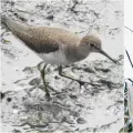 El río Bogotá vuelve a llenarse de alas: registran 92 especies de aves en zonas recuperadas