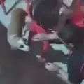 Maltrato animal