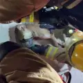 Perritos bomberos