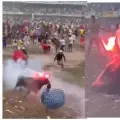 Maltrato animal