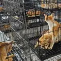 Gatos vietnam.