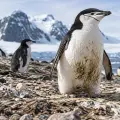 Pingüino de barbijo en la Antártida