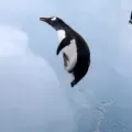 Pingüinos sin casita :((