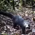 Tayra