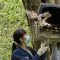 Liberaron a 57 animales silvestres rescatados en Medellín luego de su rehabilitación.